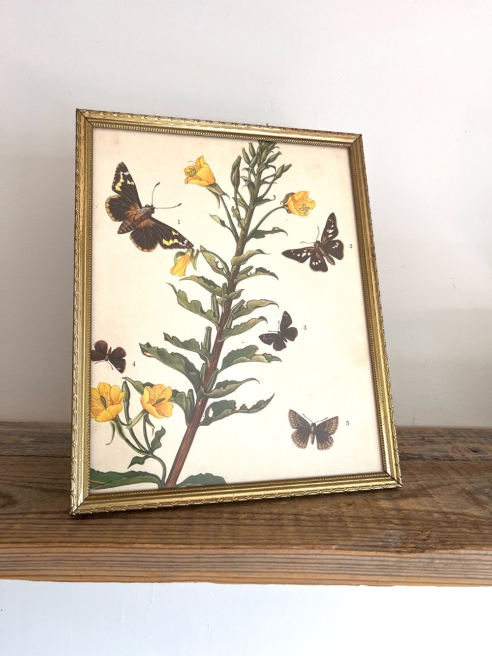 Vintage Botanical Butterfly Print in Gold metal Frame